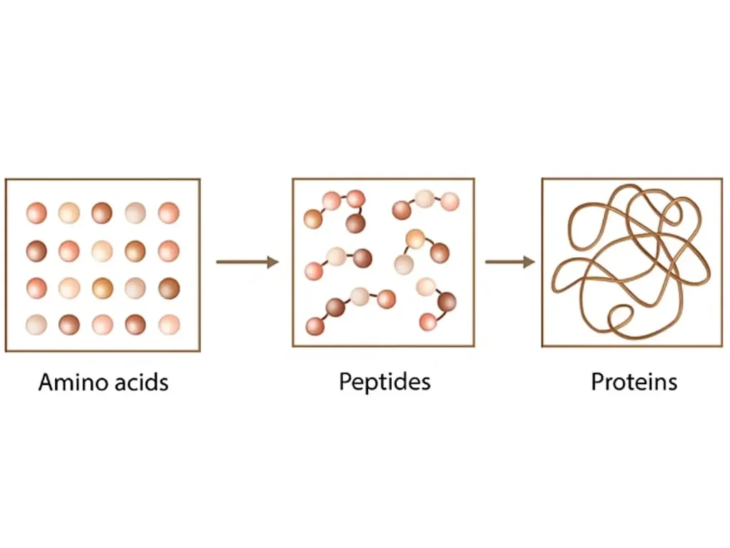 Diagram of amino acids, peptides, and proteins.