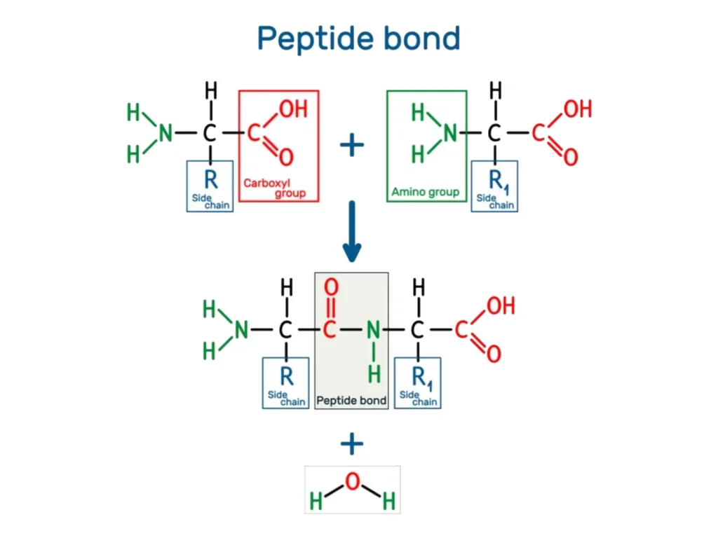 Diagram of peptide bond formation